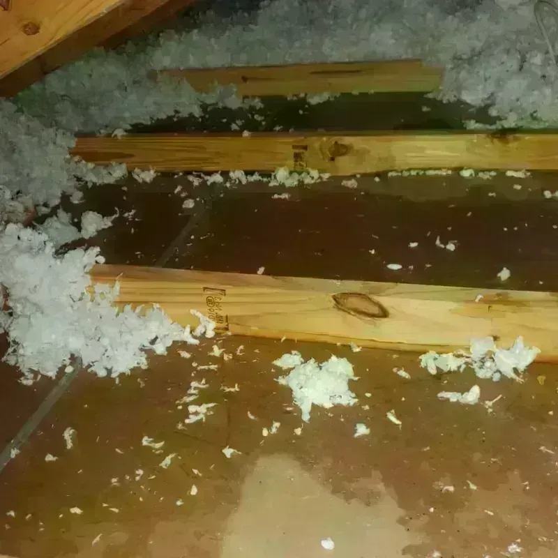 Attic Water Damage in Fort Collins, CO